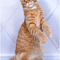 Питомник кошек Мейн кун Resident Sochi - Зоомагазины. Зоостудии Сочи SOCHI.com