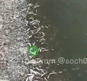 В Сочи на берегу реки найдено большое количество мертвой рыбы