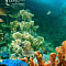 Sochi Discovery World Aquarium (Океанариум) - Аквариумы. Океанариумы. Дельфинарии. Зоопарки. Сочи SOCHI.com