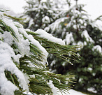 В Сочи в ближайшие сутки ожидается усиление ветра и заморозки