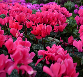 В Сочи будет высажено 213 тысяч сезонных растений