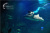 Sochi Discovery World Aquarium (Океанариум) - Аквариумы. Океанариумы. Дельфинарии. Зоопарки. Сочи SOCHI.com