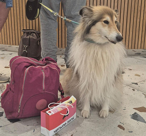 В Сочи появились первые pet-friendly отели