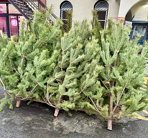 «Елочные» рейды проходят в Сочи