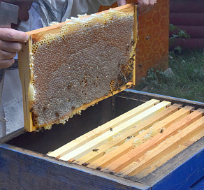 Участники проекта «Выбирай сочинское» в этом году уже произвели порядка 10 тонн товарного меда