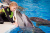 Большой Сочинский Дельфинарий (парк "Ривьера") - Аквариумы. Океанариумы. Дельфинарии. Зоопарки. Сочи SOCHI.com