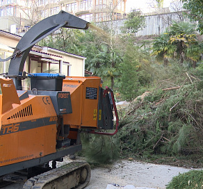 После новогодних праздников жители Сочи отправили в переработку более 2000 натуральных елей