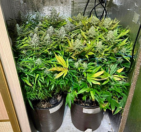 В квартире сочинца обнаружили наркоплантацию