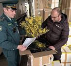 В Сочи начался «мимозовый бум»