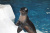 Пингвинарий в Большом Сочинском Дельфинарии (парк “Ривьера») - Аквариумы. Океанариумы. Дельфинарии. Зоопарки. Сочи SOCHI.com