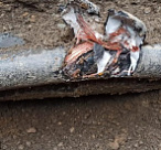 Несогласованные работы в Сочи привели к повреждению кабельной ЛЭП