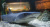 Аквариум & Морской Зоопарк на Новой Мацесте - Аквариумы. Океанариумы. Дельфинарии. Зоопарки. Сочи SOCHI.com