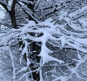 В предгорных и горных районах Сочи ожидается налипание снега на провода и деревья