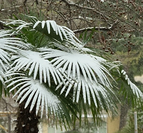 В предгорьях Сочи прогнозируется налипание мокрого снега 
