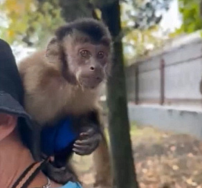 В Сочи у уличных фотографов-живодеров изъяли обезьянку