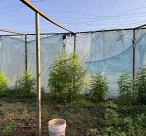 В Сочи выявили ферму по выращиванию конопли