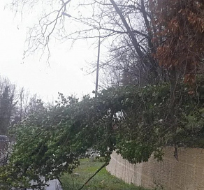 Снегопад в Сочи повалил деревья