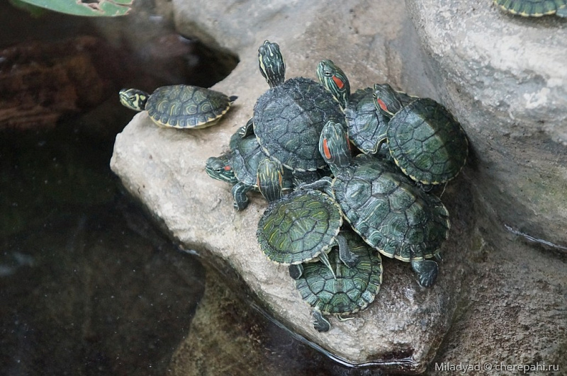 Новость: Сочи атакуют красноухие черепахи