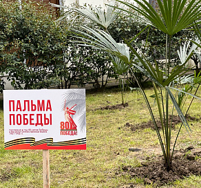 В Сочи стартовала акция «Пальма Победы» 