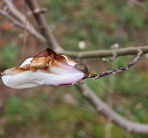 В Сочи в декабре зацвела редкая магнолия 
