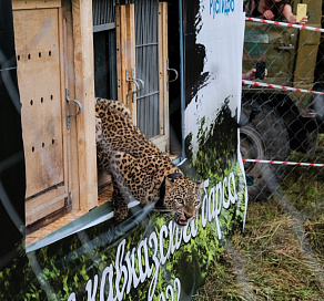 Переднеазиатских леопардов, выросших в Сочи, выпустили в дикую природу
