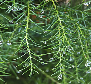 В Сочи растет «японский кедр»