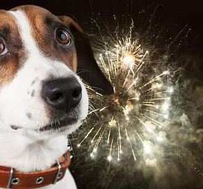 Фейерверки пугают питомцев: в России пропадает более 7 тысяч животных в новогодние праздники